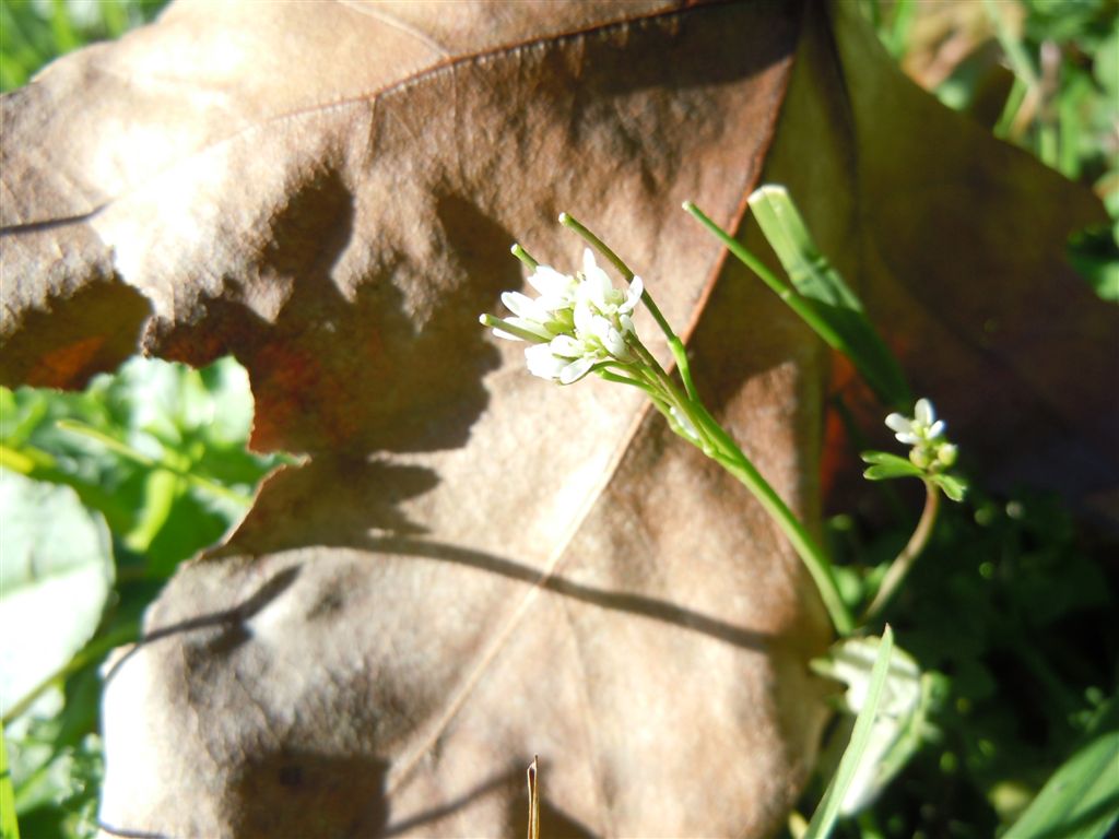 Strana piantina - Cardamine hirsuta